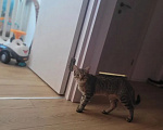 Кошки в других городах Московской области: Котёнок в добрые руки❤️ Мальчик, Бесплатно - фото 1