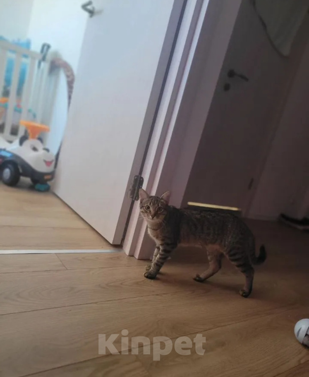 Кошки в других городах Московской области: Котёнок в добрые руки❤️ Мальчик, Бесплатно - фото 1