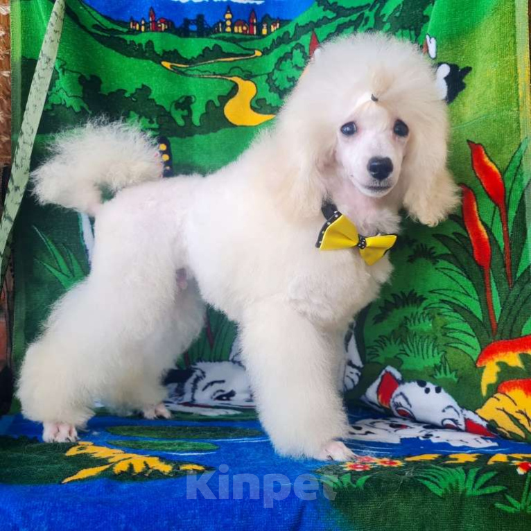 Собаки в Москве: Щенок миниатюрного  пуделя Мальчик, 50 000 руб. - фото 2