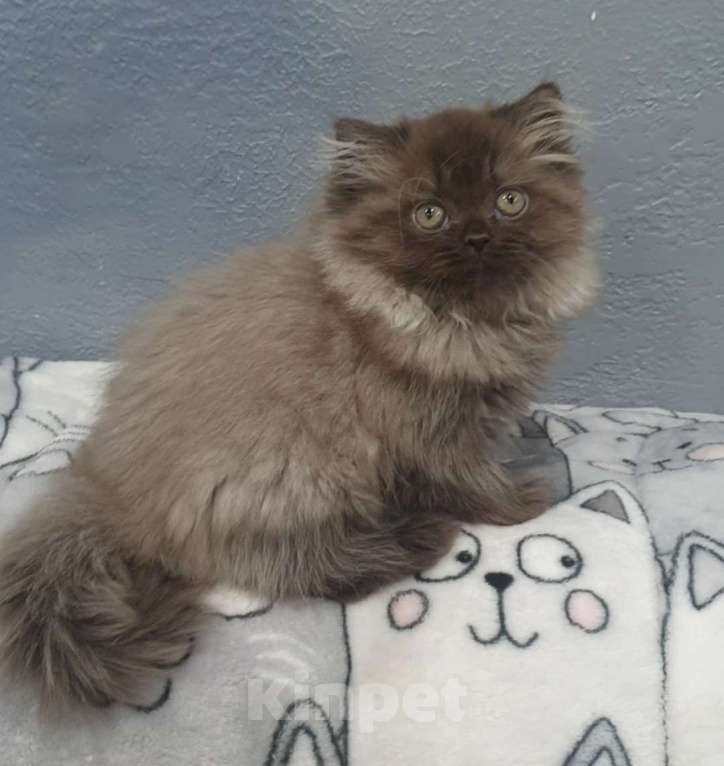 Кошки в Кирове: Британский длинношестный котенок Мальчик, 35 000 руб. - фото 3