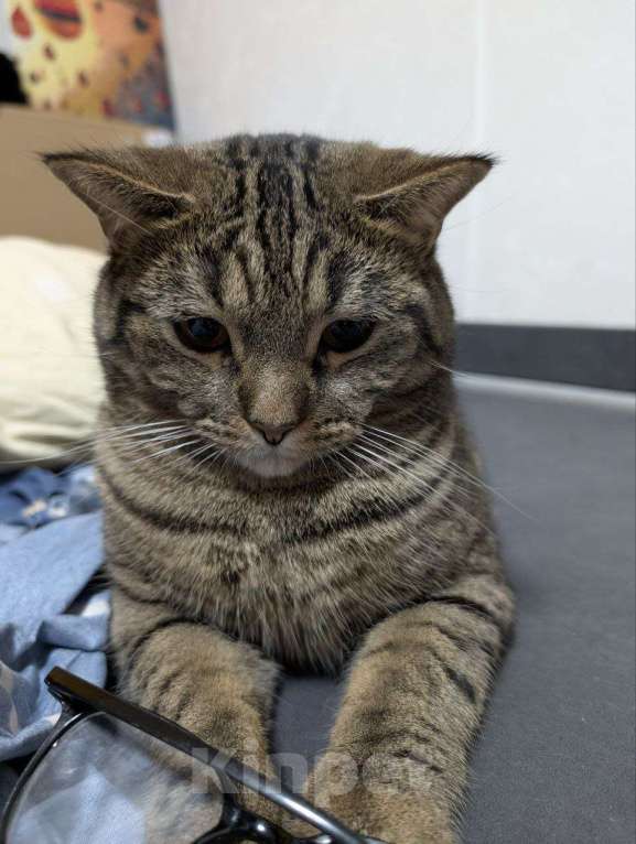 Кошки в Челябинске: Отдам 2 котов. Филипп. Мальчик, Бесплатно - фото 2