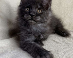Кошки в Дмитрове: Черная дымчатая девочка мейн кун Yanetta Девочка, 15 000 руб. - фото 4