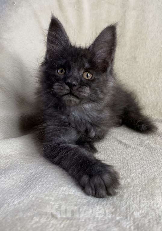 Кошки в Дмитрове: Черная дымчатая девочка мейн кун Yanetta Девочка, 15 000 руб. - фото 4