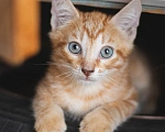 Кошки в Санкт-Петербурге: Котята 2 месяца Мальчик, Бесплатно - фото 5