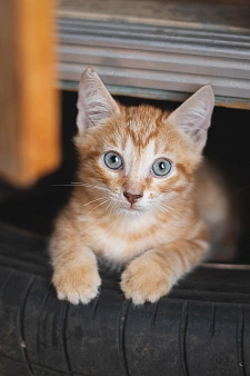 Котята 2 месяца