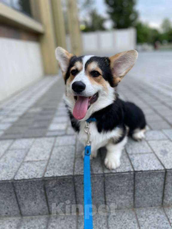 Собаки в Краснодаре: Щенок корги Мальчик, 30 000 руб. - фото 2