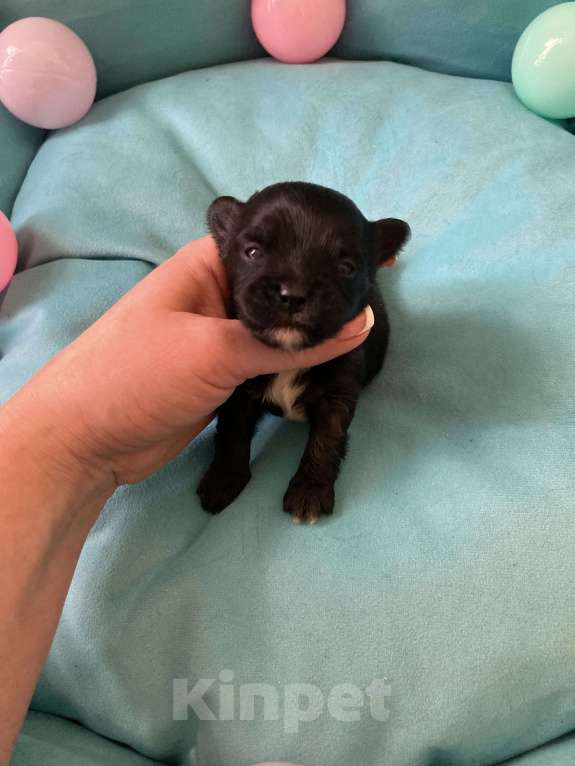 Собаки в Москве: Чёрный йорк мальчик под резерв Мальчик, 80 000 руб. - фото 6