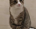 Кошки в Балашихе: Потерялся кот. МО, Железнодорожный  Мальчик, 5 000 руб. - фото 1