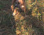 Собаки в Краснодаре: Предлагаются щенки Американского стаффордширского терьера Мальчик, 30 000 руб. - фото 3