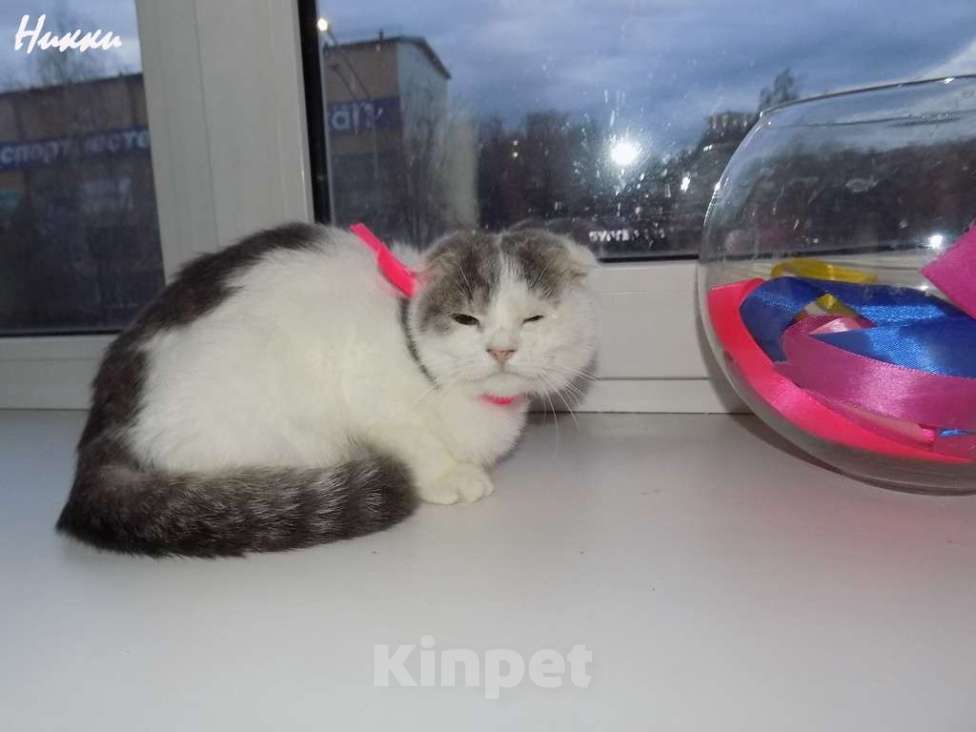 Кошки в Москве: Шотландская вислоухая девочка Девочка, 20 000 руб. - фото 4