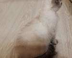 Кошки в Москве: Шотландские котята  Девочка, 10 000 руб. - фото 2