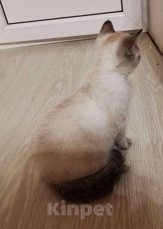 Кошки в Москве: Шотландские котята  Девочка, 10 000 руб. - фото 2