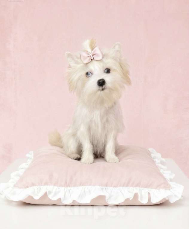 Собаки в Москве: Белый йорк с голубыми глазами девочка Девочка, 130 000 руб. - фото 10