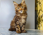 Кошки в Москве: Котёнок Мейн-кун Девочка Девочка, 50 000 руб. - фото 2