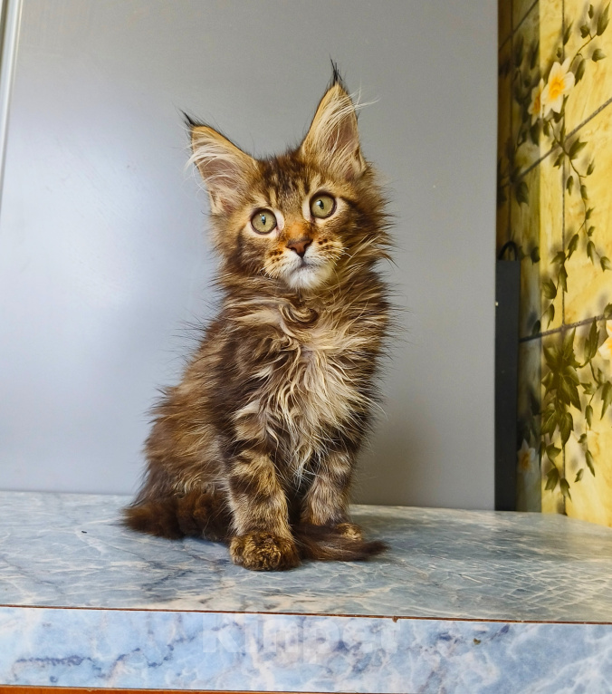 Кошки в Москве: Котёнок Мейн-кун Девочка Девочка, 50 000 руб. - фото 2