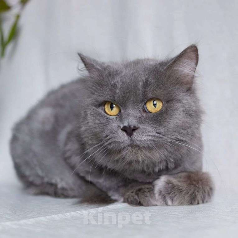 Кошки в Москве: Женеву никто не замечает  Девочка, Бесплатно - фото 3