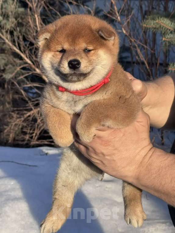 Собаки в Москве: Сиба-ину девочка Девочка, 50 000 руб. - фото 2