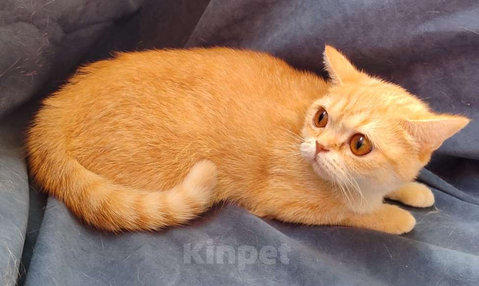 Кошки в Москве: Британские кошки  Девочка, 15 000 руб. - фото 2