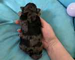 Собаки в Москве: Крупный мальчик йорк чёрный мрамор под резерв Мальчик, Бесплатно - фото 1