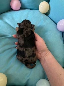 Объявление: Крупный мальчик йорк чёрный мрамор под резерв, Бесплатно, Москва