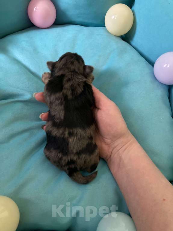 Собаки в Москве: Крупный мальчик йорк чёрный мрамор под резерв Мальчик, Бесплатно - фото 1