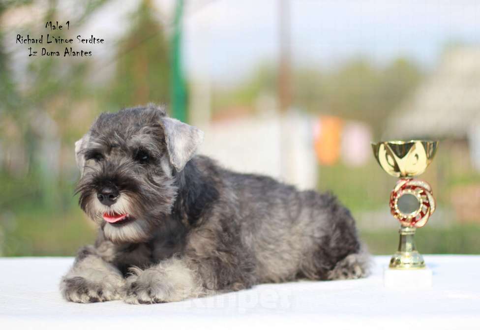 Собаки в Москве: Малыши перчики Мальчик, Бесплатно - фото 2