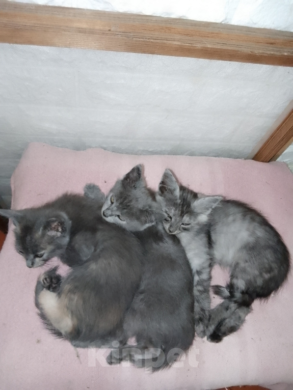 Кошки в Саратове: В добрые руки кошечки Девочка, Бесплатно - фото 2
