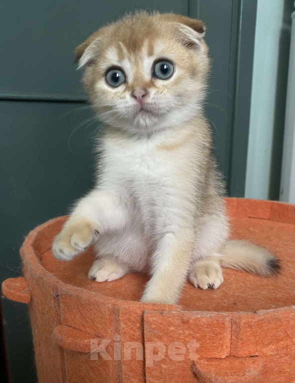 Кошки в Москве: Шотландские вислоухие котята Scottish Fold Мальчик, 35 000 руб. - фото 1