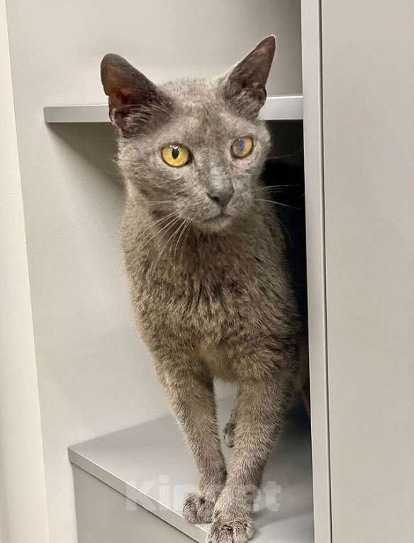 Кошки в Москве: Гера ищет дом: доверчивое сердце, которое верит в людей вопреки всему Мальчик, Бесплатно - фото 2