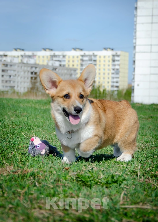 Собаки в Фрязино: Девочка вельш корги пемброк  Девочка, 55 000 руб. - фото 7