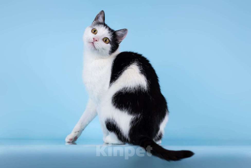 Кошки в Москве: Очаровательная кошечка Лягушонка ищет дом. Девочка, Бесплатно - фото 5