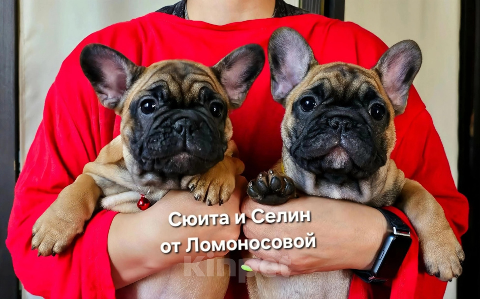 Собаки в Москве: Французский бульдог, щенки Девочка, 100 000 руб. - фото 6