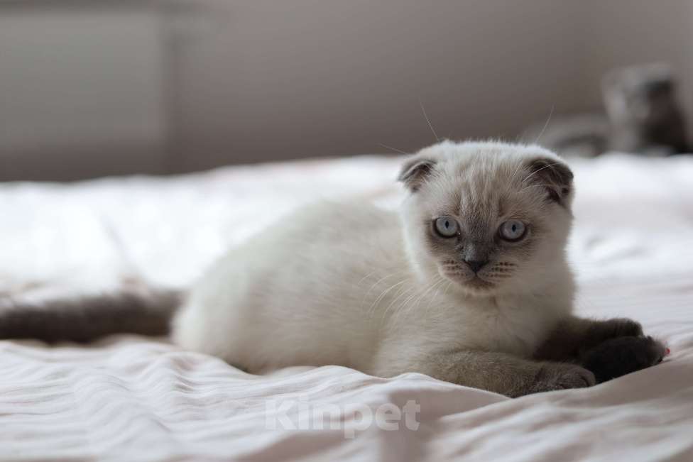 Кошки в Санкт-Петербурге: Шотландский котенок с документами Мальчик, 20 000 руб. - фото 1