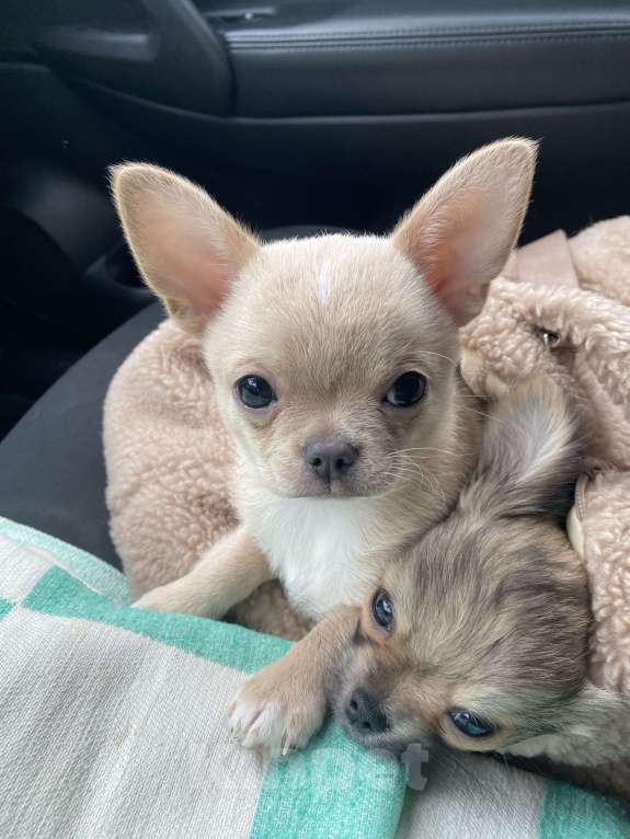 Собаки в Москве: Умка Девочка, Бесплатно - фото 5