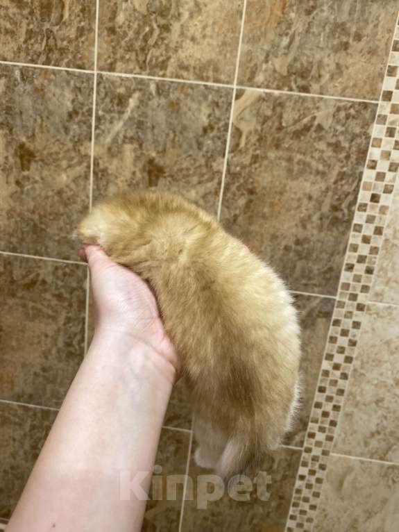 Кошки в Москве: 2 Девочка, 30 000 руб. - фото 2