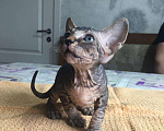 Кошки в Саратове: Очаровательные котята  Мальчик, 7 000 руб. - фото 4