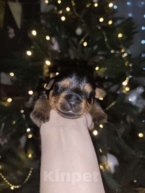 Собаки в Красноярске: Щенки норфолк терьера Девочка, 100 000 руб. - фото 1