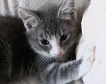 Кошки в Москве: Маленькая кошечка ищет любящий дом 🐱 Девочка, 200 руб. - фото 3
