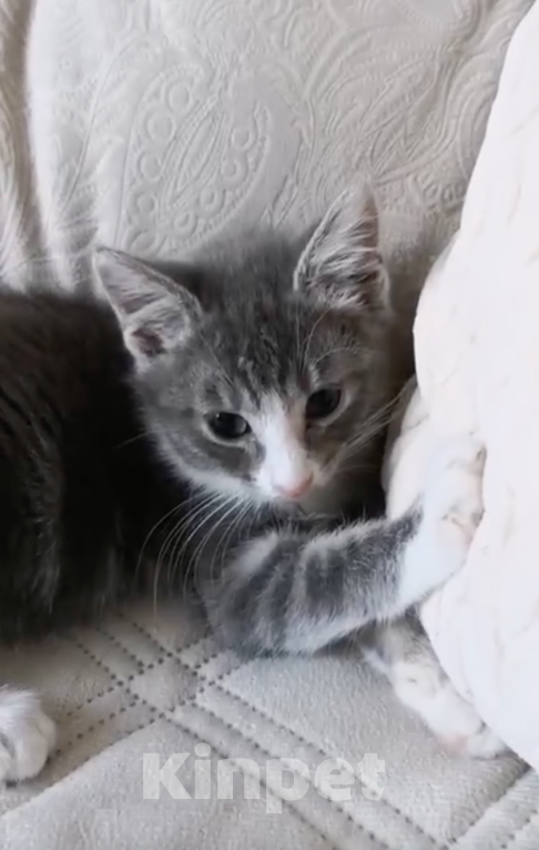 Кошки в Москве: Маленькая кошечка ищет любящий дом 🐱 Девочка, 200 руб. - фото 3