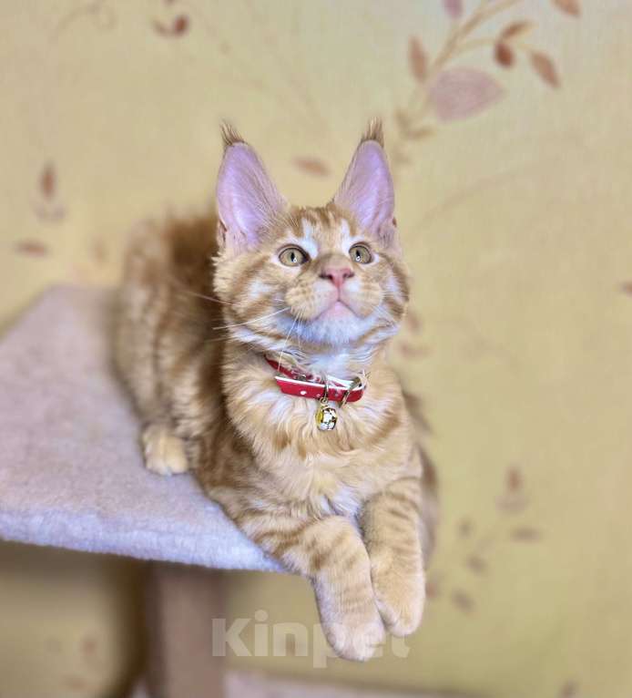 Кошки в Москве: Гуччи и Армани котята мейкун Мальчик, 49 999 руб. - фото 1