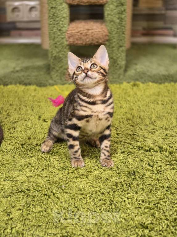 Кошки в Москве: Fluffy Benjoy Девочка, 85 000 руб. - фото 3