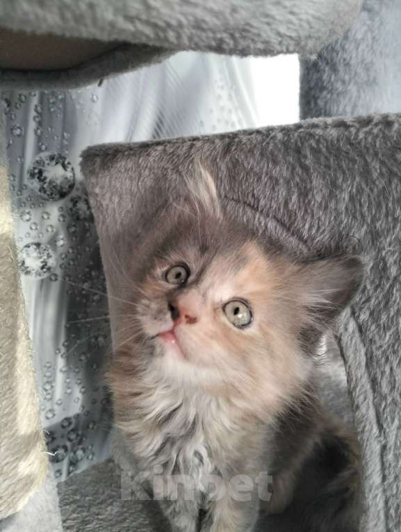 Кошки в других городах Красноярского края: Мейн-кун котята из питомника Девочка, 25 000 руб. - фото 4