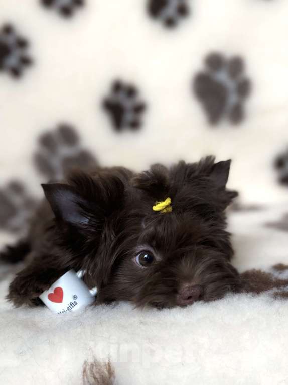 Собаки в Москве: Шоколадный йорк Девочка, Бесплатно - фото 1