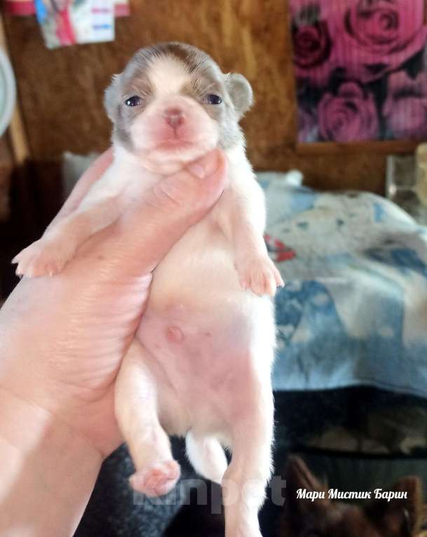Собаки в Санкт-Петербурге: Барин бело лиловый длинношерстный мини чихуахуа Мальчик, 35 000 руб. - фото 4