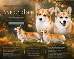 Собаки в Вологде: Вельш корги пемброк Девочка, 60 000 руб. - фото 6