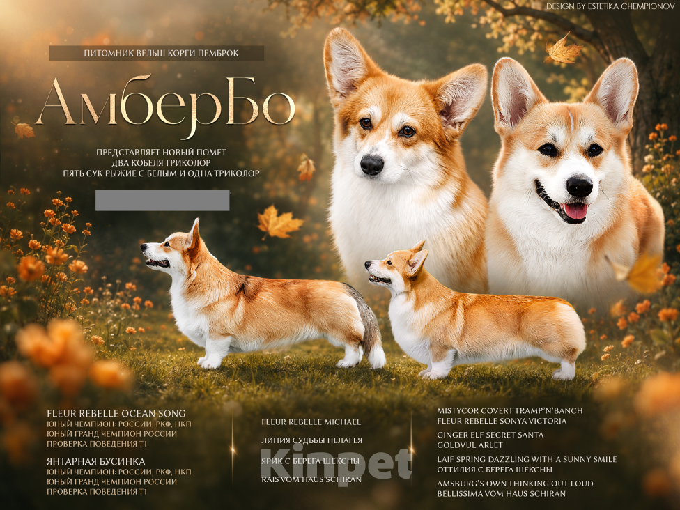 Собаки в Вологде: Вельш корги пемброк Девочка, 60 000 руб. - фото 6