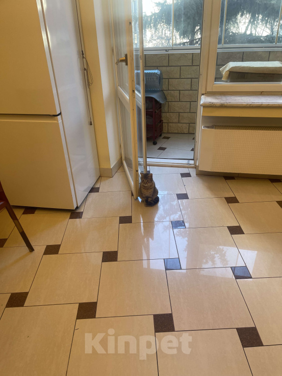 Кошки в других городах Московской области: Сливка Девочка, Бесплатно - фото 4