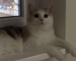 Кошки в Санкт-Петербурге: Кошечка-метиска ищет семью Девочка, 1 000 руб. - фото 1