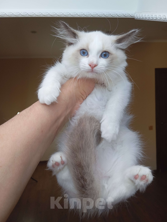 Кошки в Москве: Mikelangelo SergioMagicHouse Мальчик, 50 000 руб. - фото 6