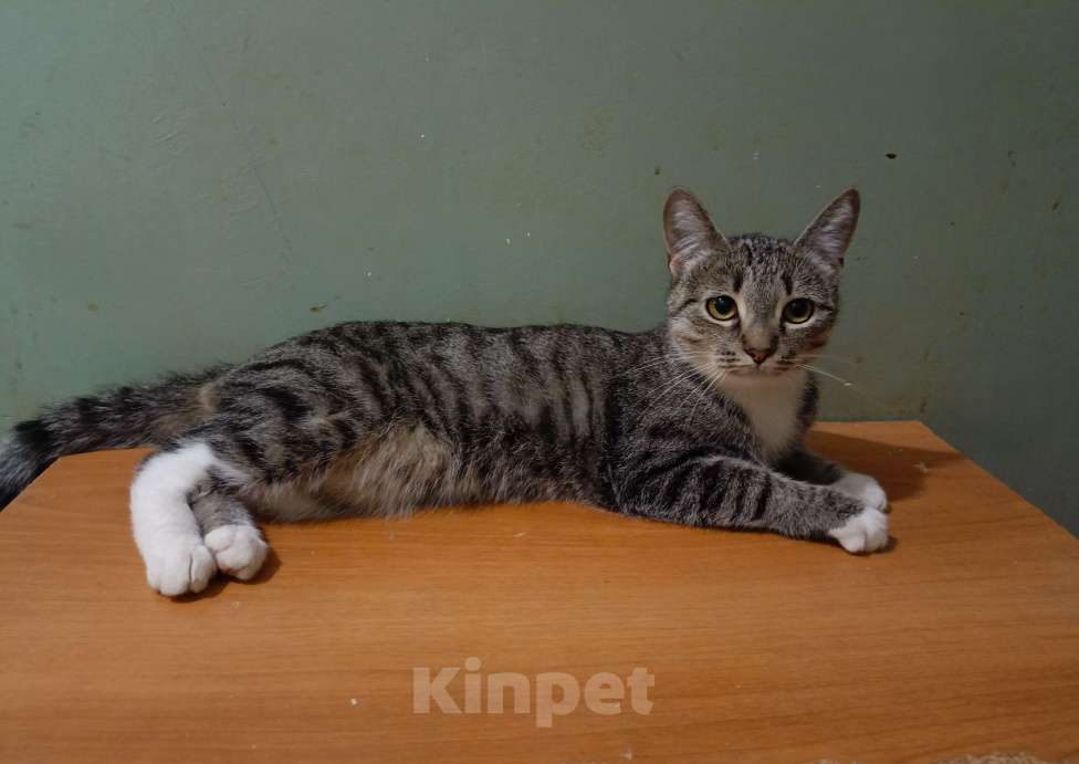 Кошки в Москве: Найдена Кошечка на вид 1 год Девочка, Бесплатно - фото 1